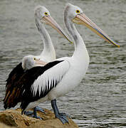 Australian Pelican