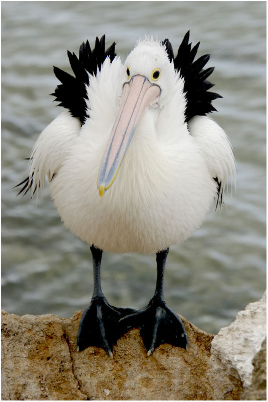 Australian Pelicanadult