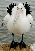 Australian Pelican