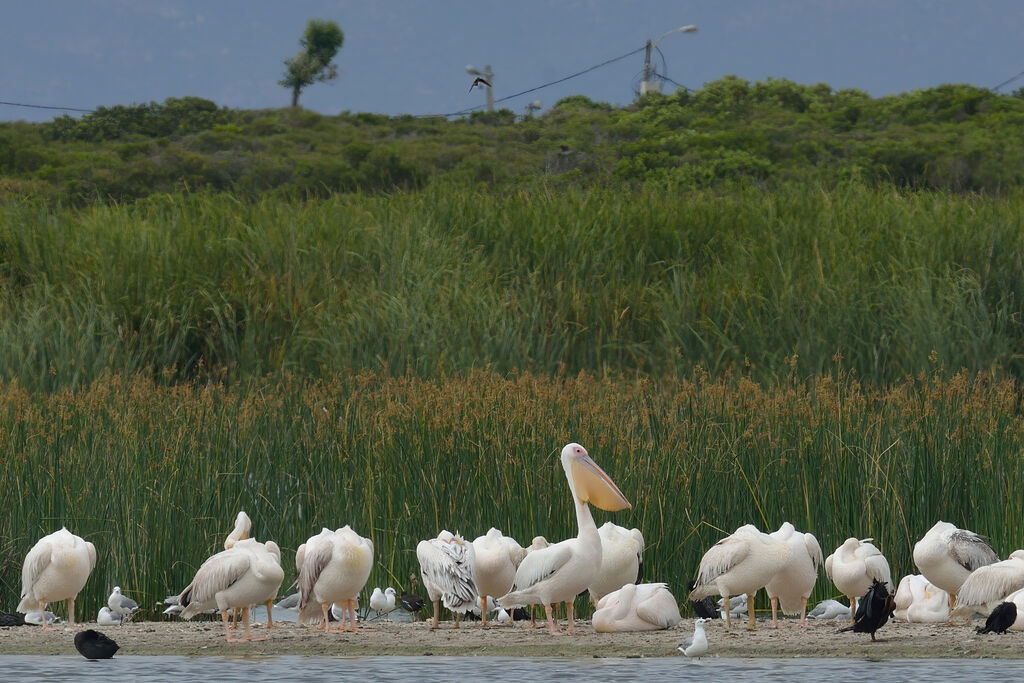 Great White Pelican