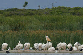 Great White Pelican