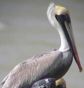 Brown Pelican