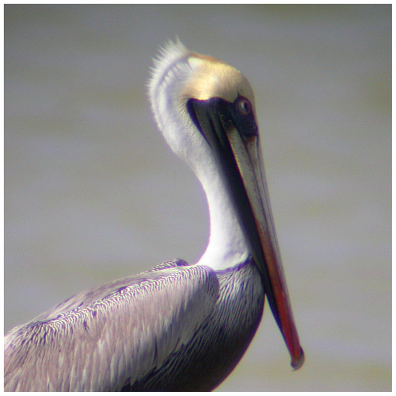 Brown Pelicanadult