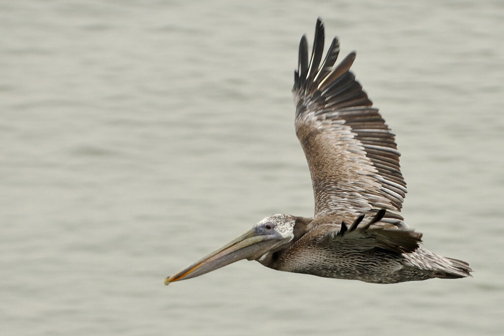 Brown Pelican