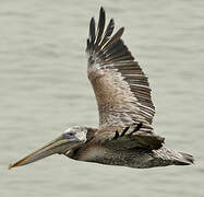 Brown Pelican