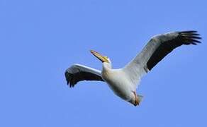 American White Pelican