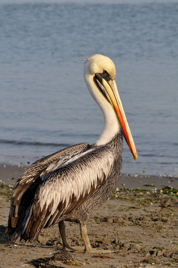 Peruvian Pelicanadult