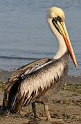 Peruvian Pelican