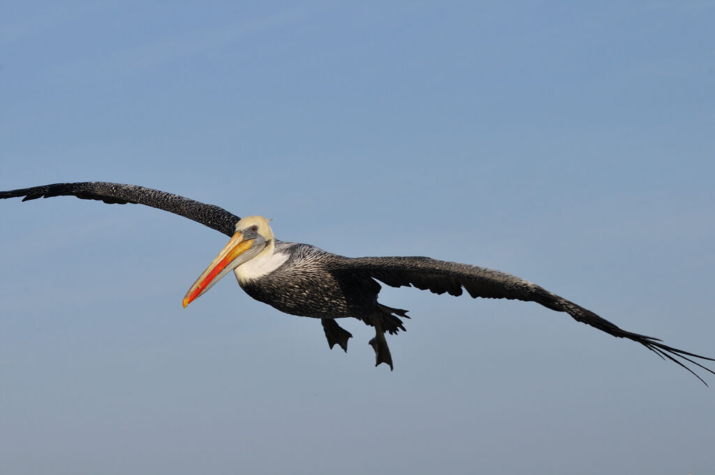 Peruvian Pelicanadult, Flight