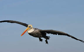 Peruvian Pelican