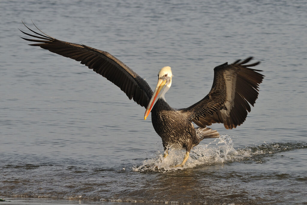 Peruvian Pelicanadult, Flight