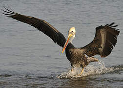 Peruvian Pelican