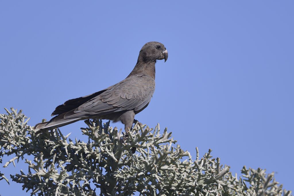 Greater Vasa Parrotadult