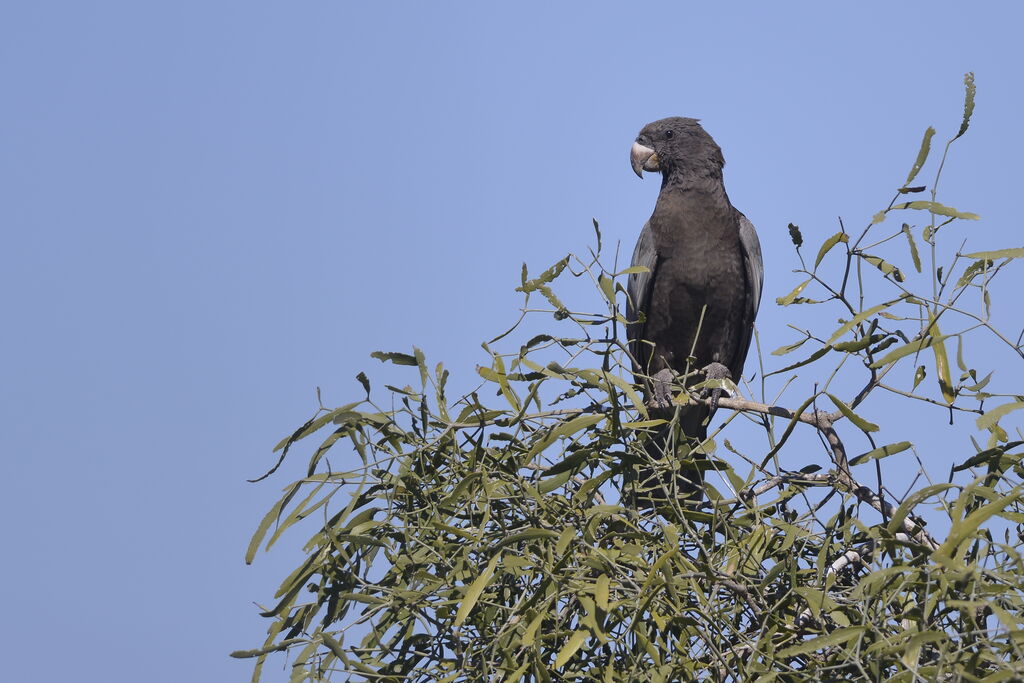 Greater Vasa Parrotadult