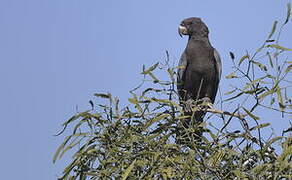 Greater Vasa Parrot