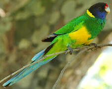 Australian Ringneck