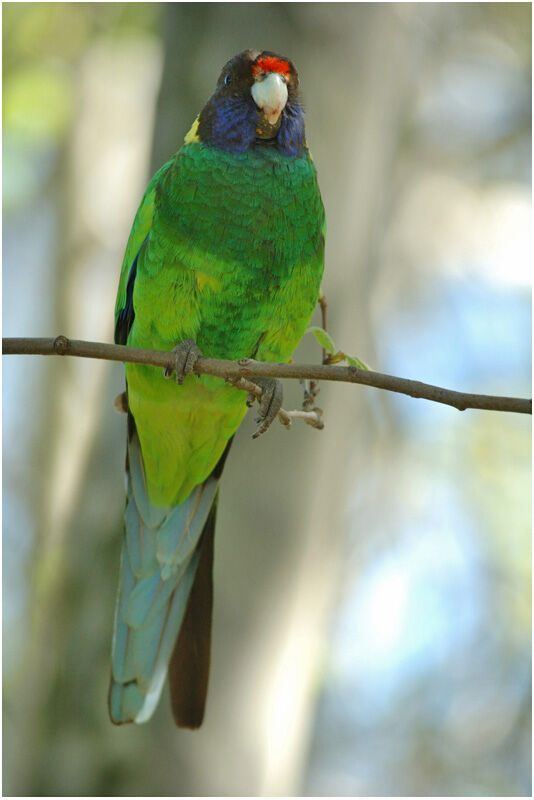 Australian Ringneckadult