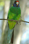 Australian Ringneck