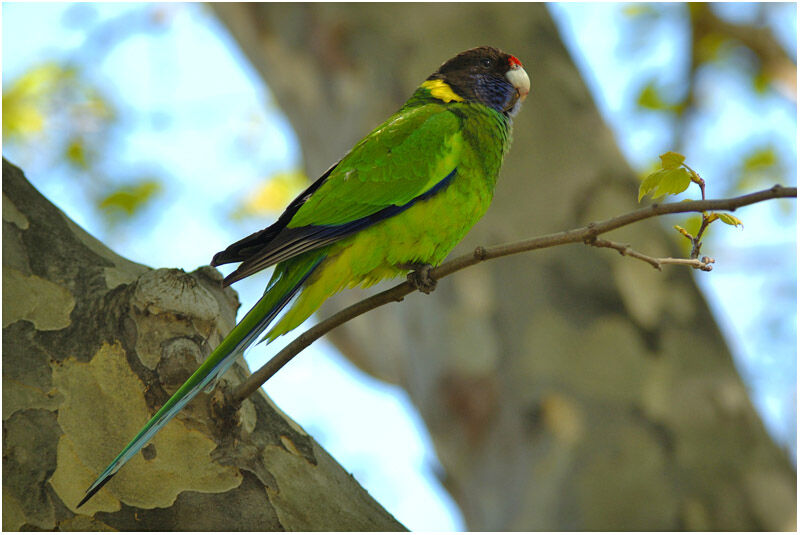 Australian Ringneckadult