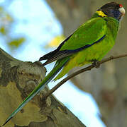 Australian Ringneck