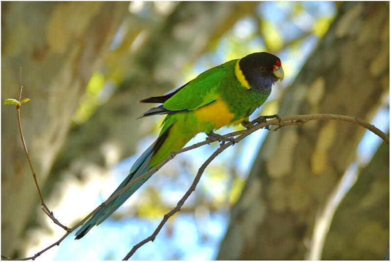 Australian Ringneckadult