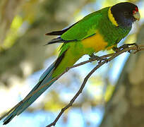 Australian Ringneck