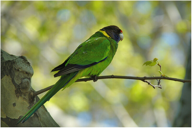 Australian Ringneckadult