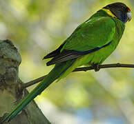 Australian Ringneck