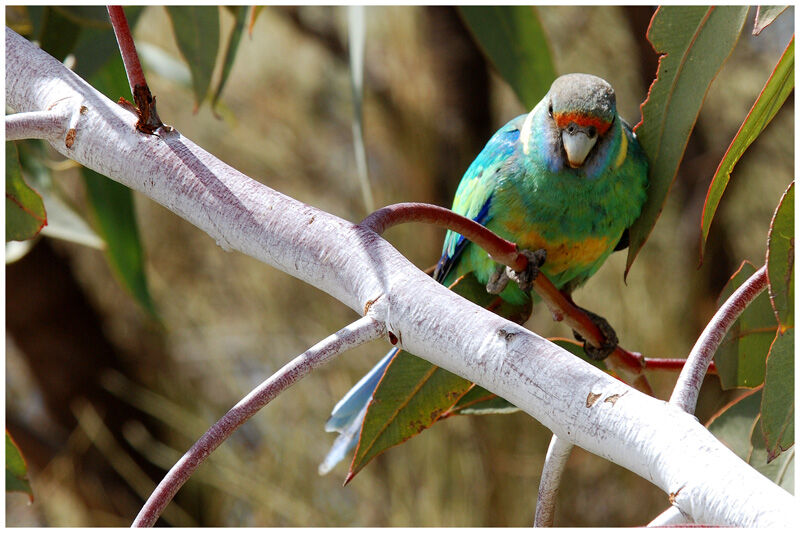 Australian Ringneckadult