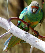 Australian Ringneck