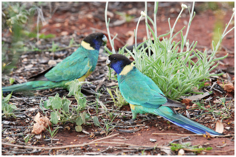 Australian Ringneck