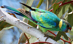 Australian Ringneck