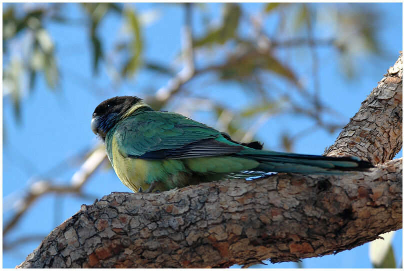 Australian Ringneck