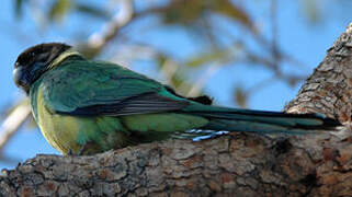 Australian Ringneck