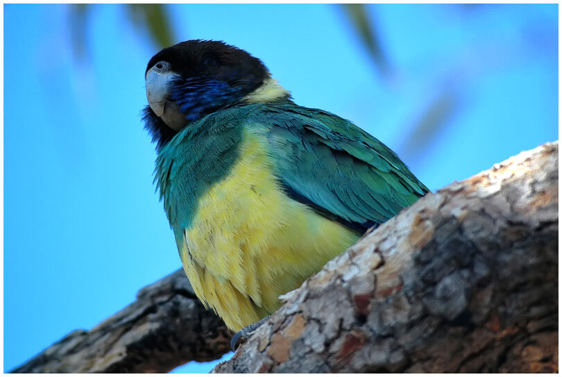 Australian Ringneck