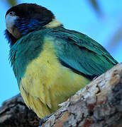 Australian Ringneck