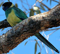 Australian Ringneck