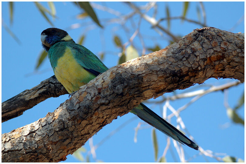 Australian Ringneck