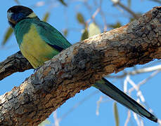 Australian Ringneck