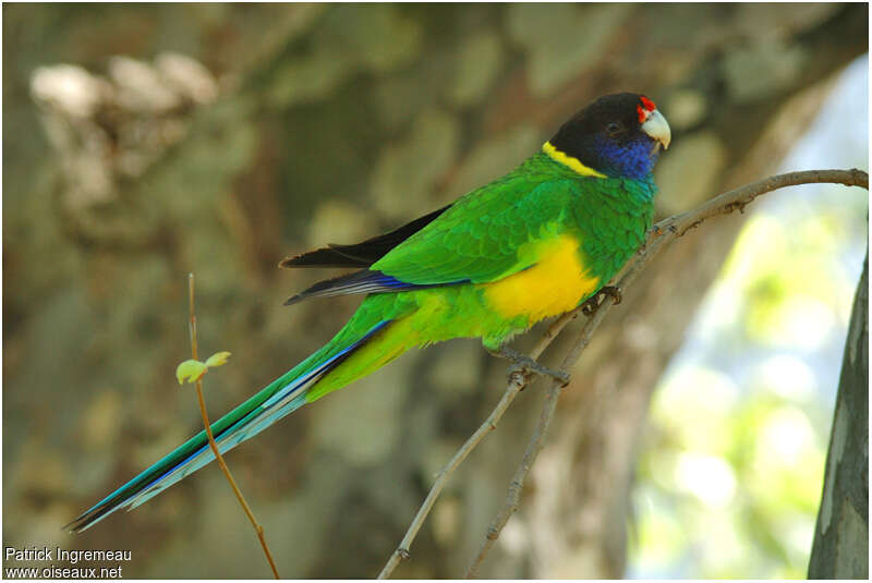 Australian Ringneck male adult breeding, identification