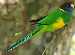 Australian Ringneck