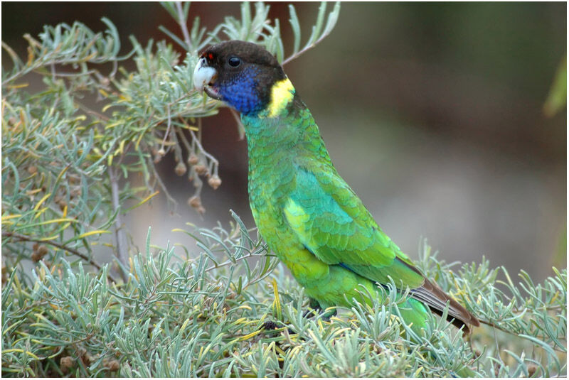 Australian Ringneckadult