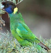 Australian Ringneck