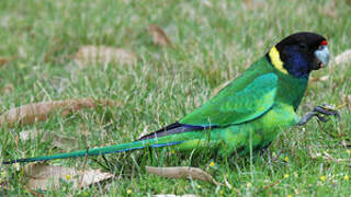 Australian Ringneck