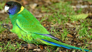 Australian Ringneck