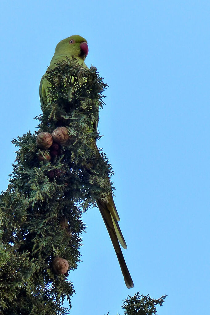 Rose-ringed Parakeet