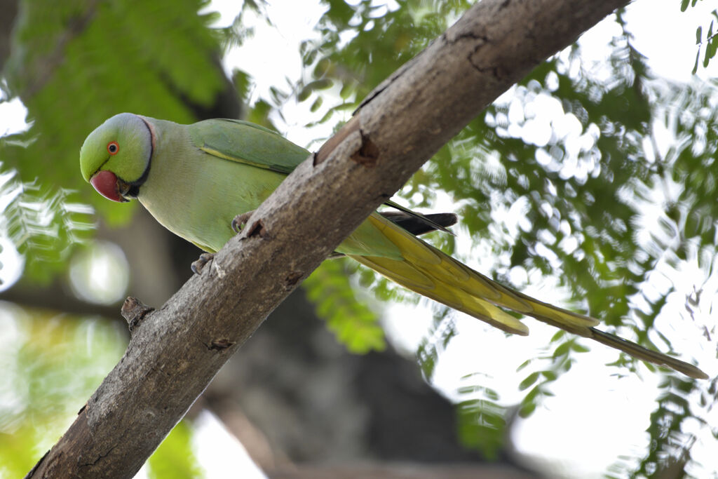 Rose-ringed Parakeetadult