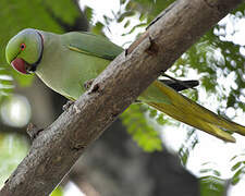 Rose-ringed Parakeet