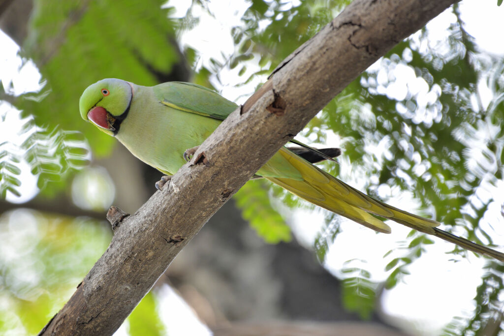 Rose-ringed Parakeetadult