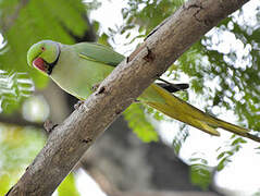 Rose-ringed Parakeet